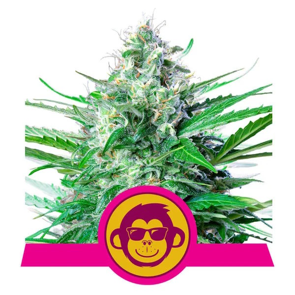 Grape Ape