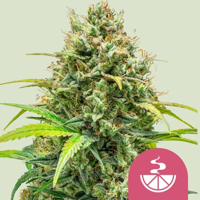 Lemon Skunk