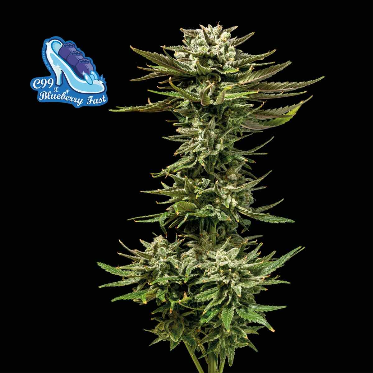 C99 x Blueberry Fast Feminised