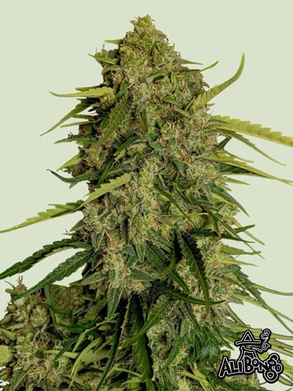 Atlas F1 Auto