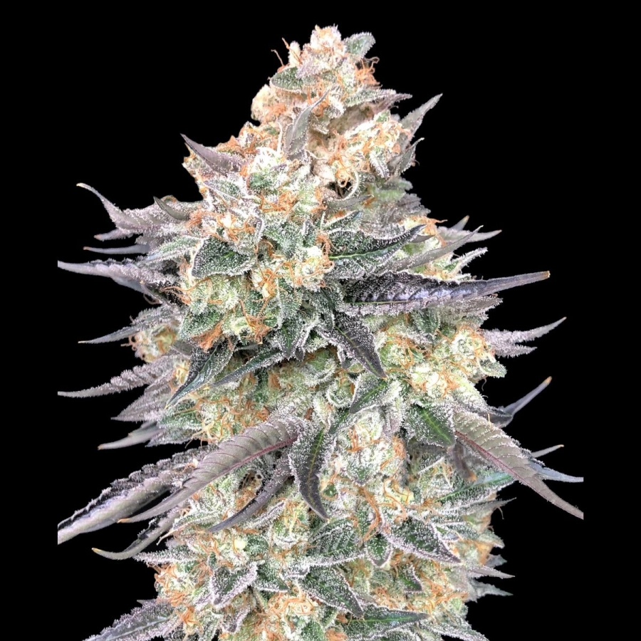 Blue Dream Feminized