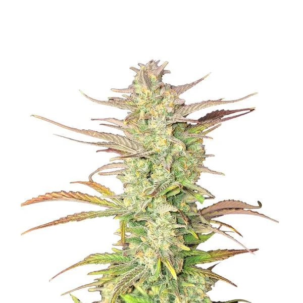 Z-Up Auto