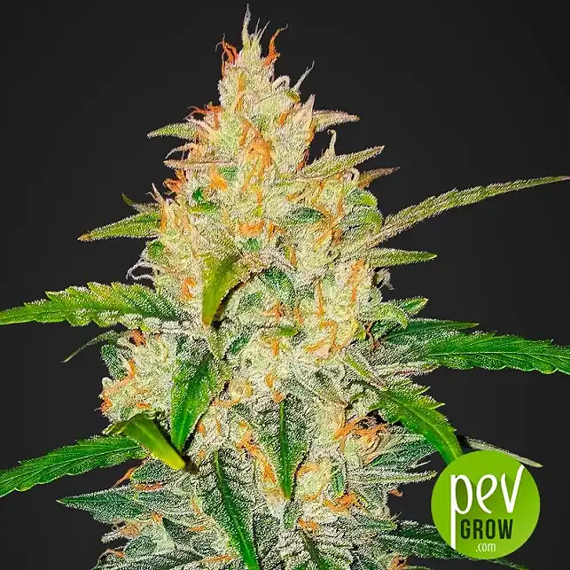 Zkittlez Auto