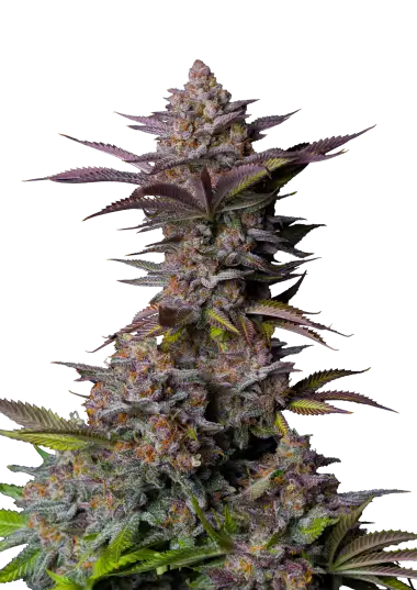 Tropicana Cookies FF