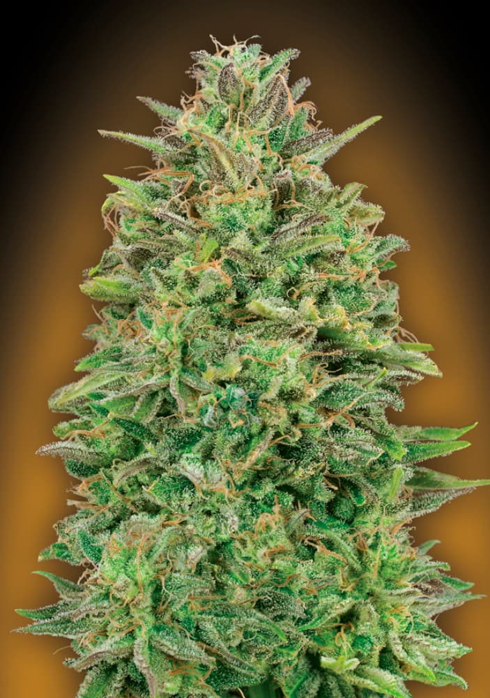 00 Skunk