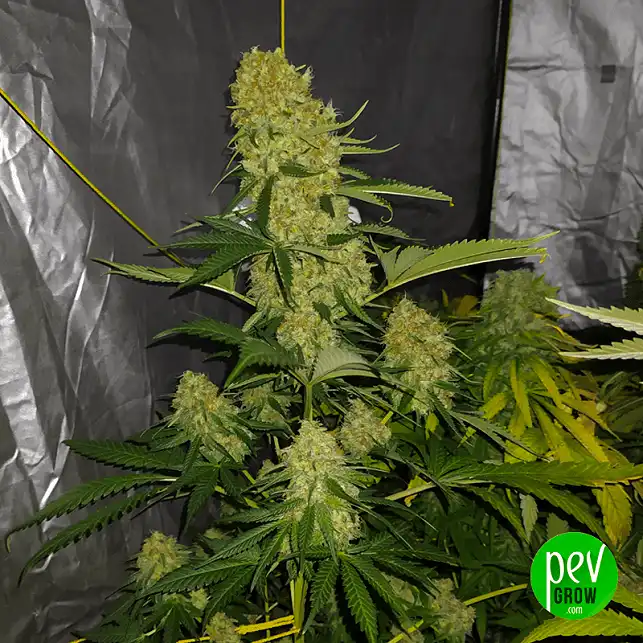 California Kush Fast Feminized Seeds