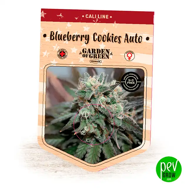 Blueberry Cookies Auto