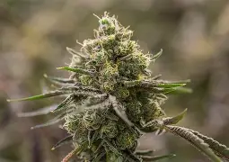 Sherbet