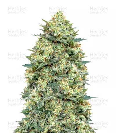 Auto White Widow