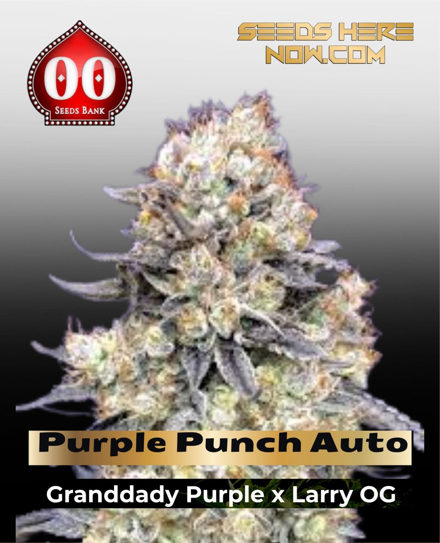 Purple Punch Auto
