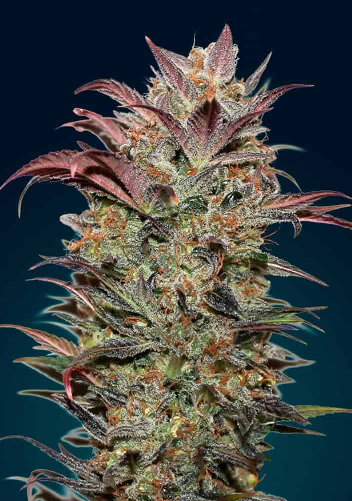 Auto Chocolate Cream