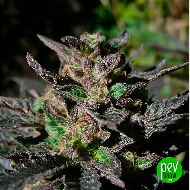 Grand Daddy Purple