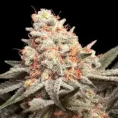 Rainbow Mints Feminized