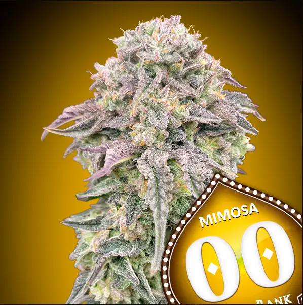 Mimosa