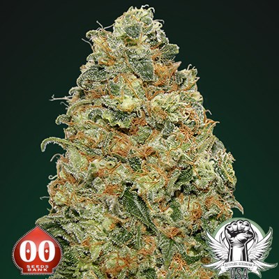 White Widow