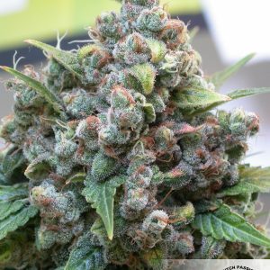 Black Sugar 2.0 Feminized Seeds