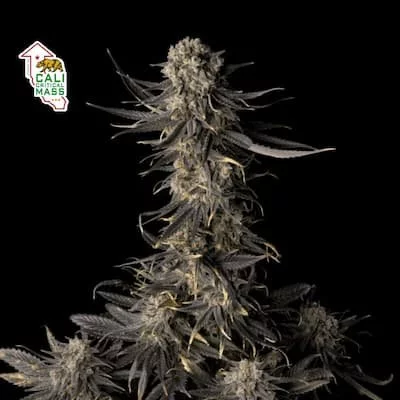 Cali Critical Mass Feminised