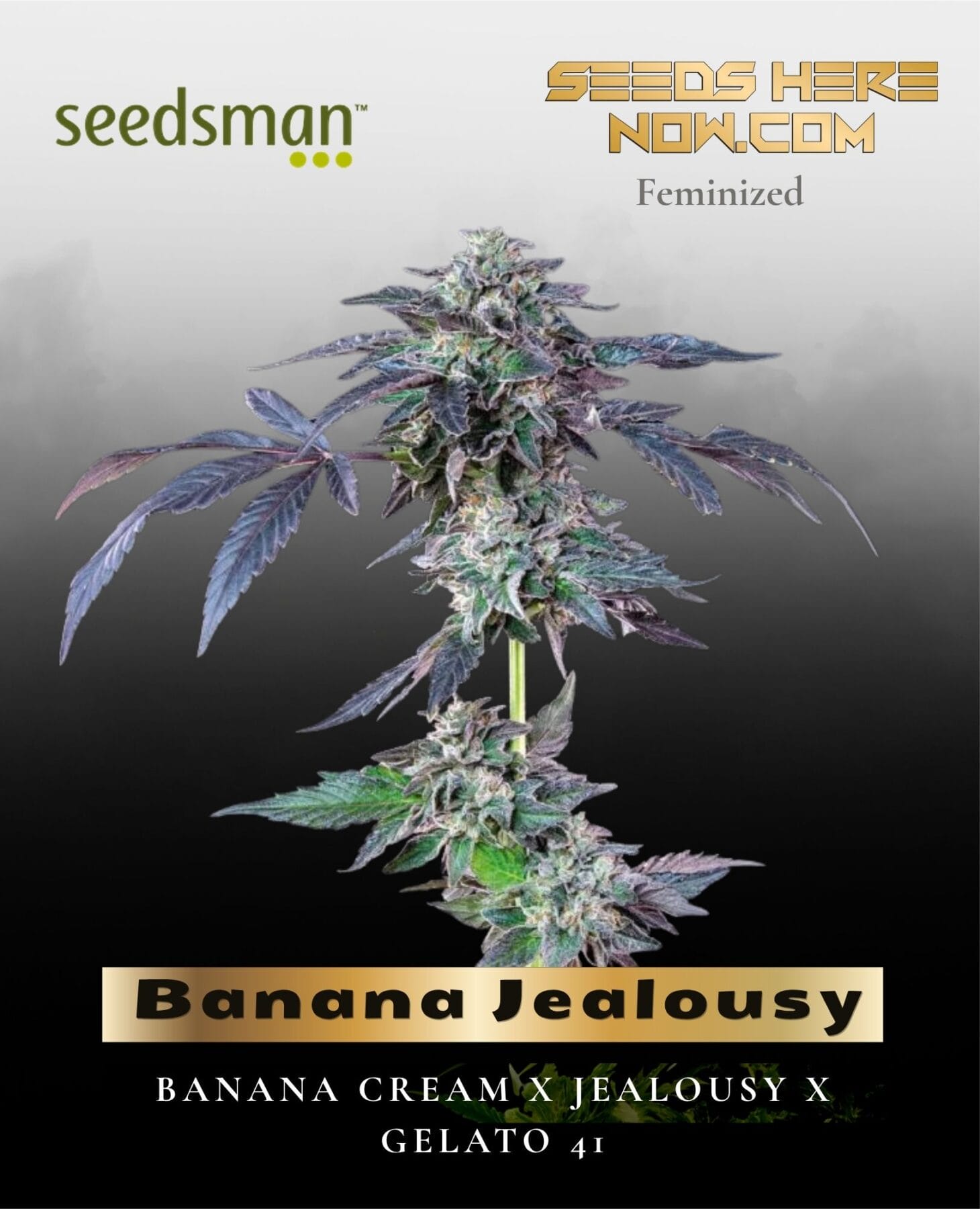 Banana Jealousy