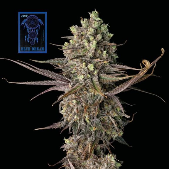 Blue Dream Fast