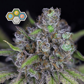 CBG Relief Auto