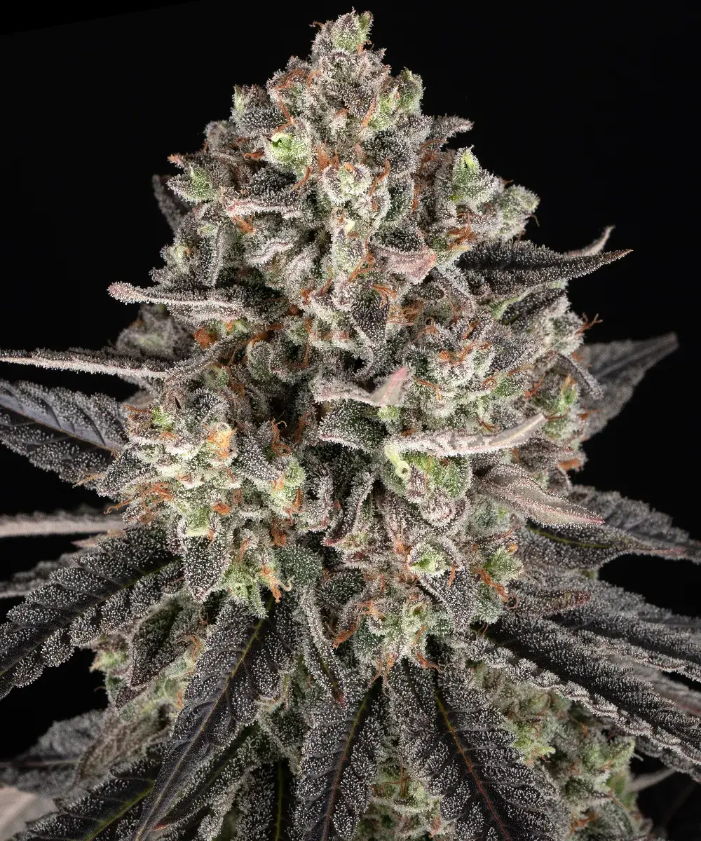 Blue Dream