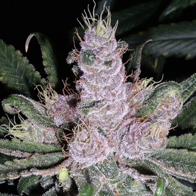 Alaskan Purple