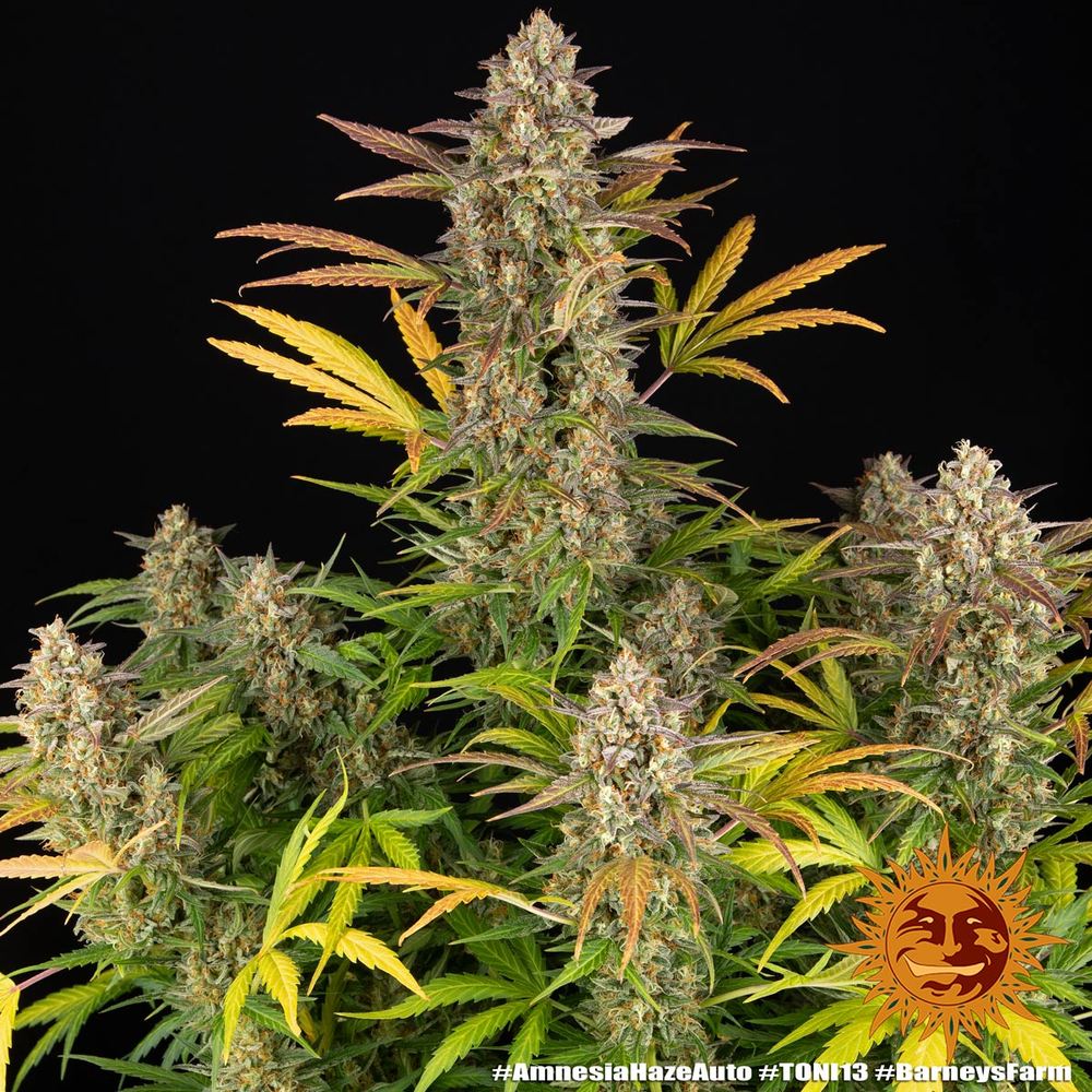 Amnesia Haze Auto