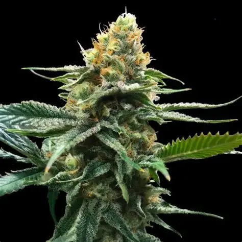Premium Blueberry Pie F1 Fast Feminised Seeds