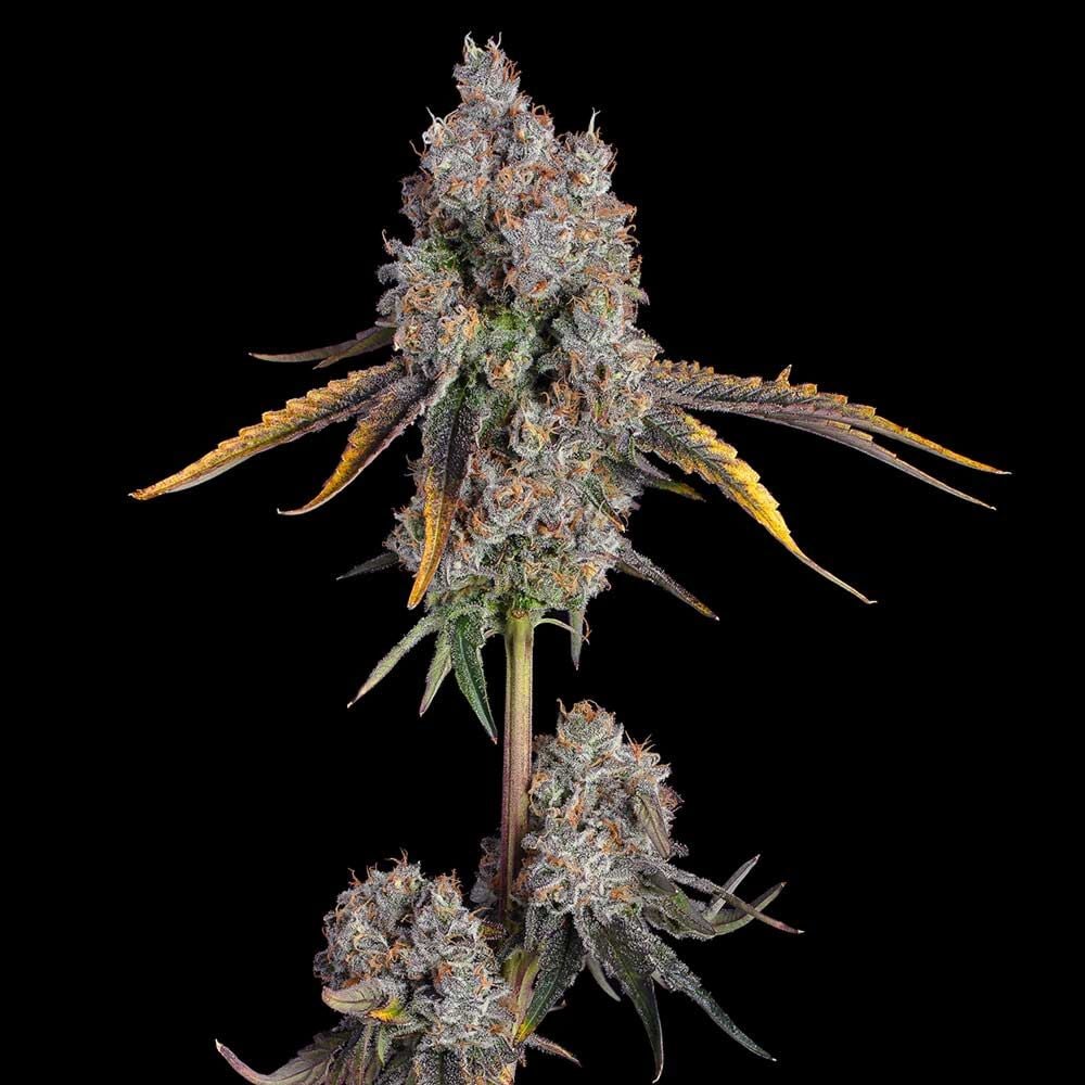 Candy Games #25 Feminized