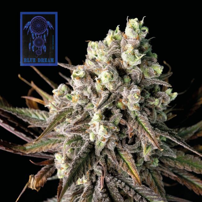 Blue Dream