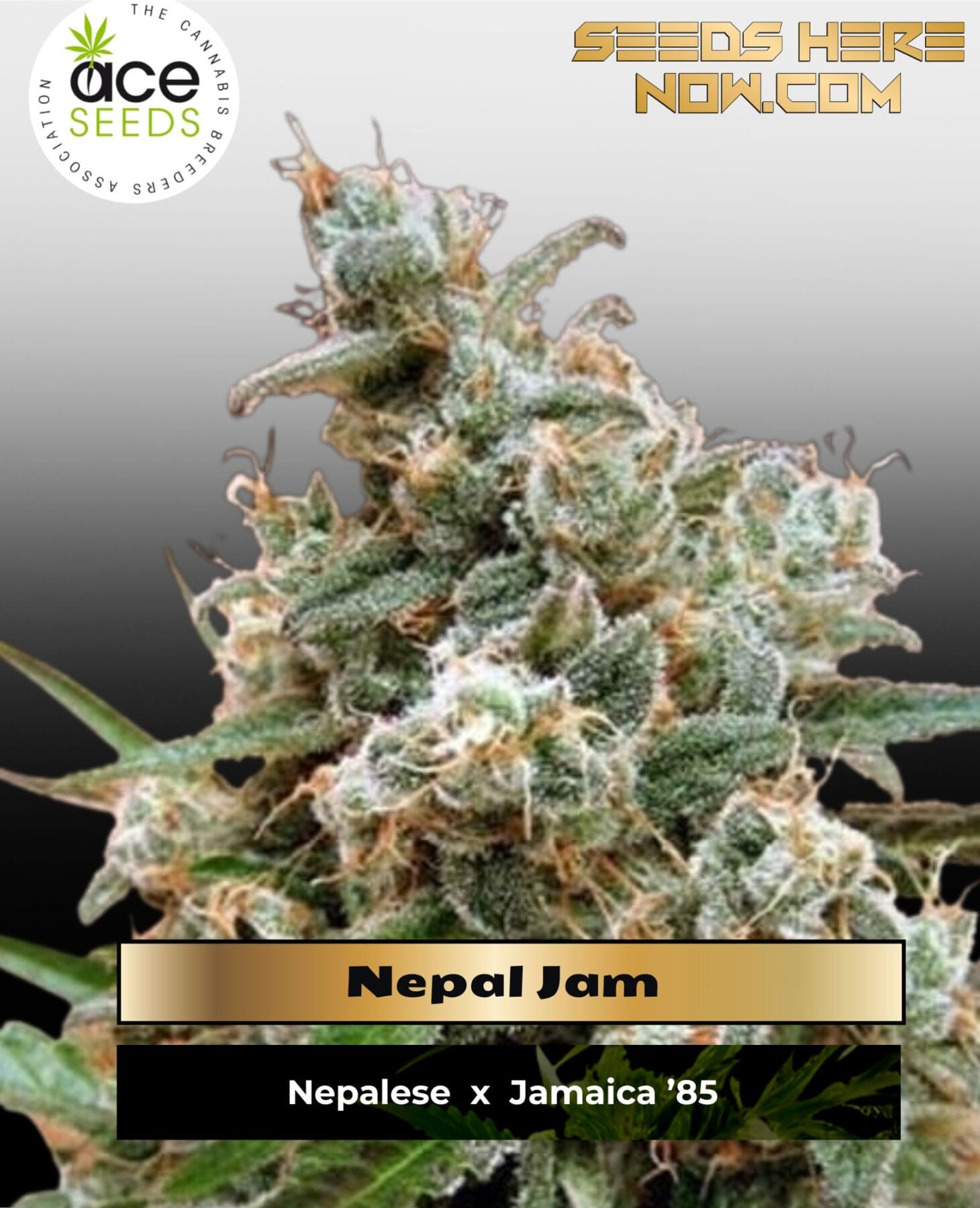 Nepal Jam