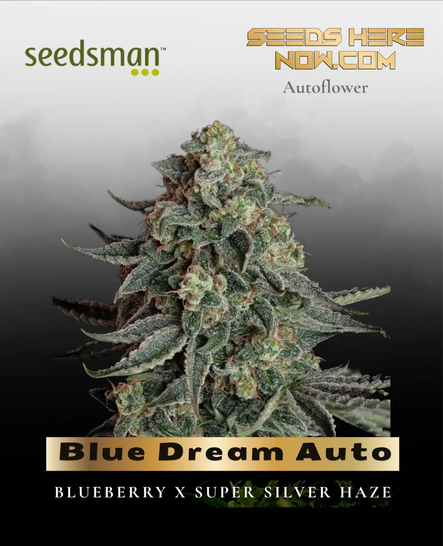Blue Dream Auto