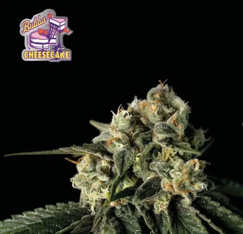 Bubba Cheesecake Feminised Seeds