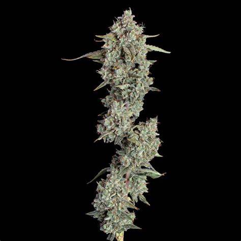 Everglades OG Auto