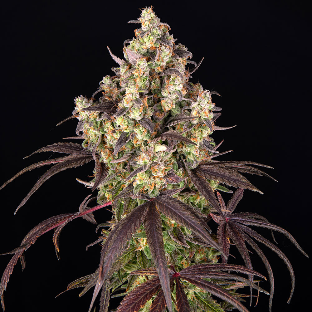 Candy Pack 5 Strain Multipack