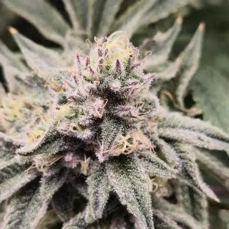 Cherry Punch F1 Feminized