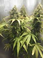 Doctor Seedsman CBD 30:1