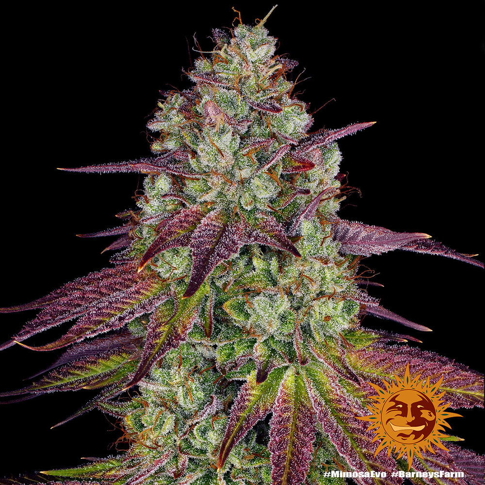 Mimosa EVO