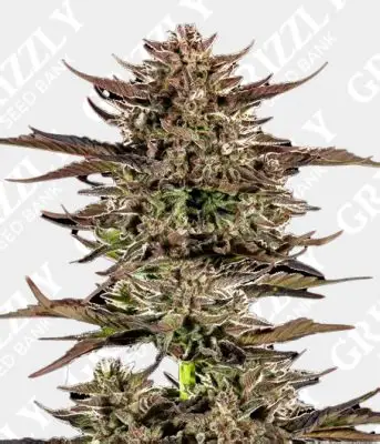 Frosted Zinn x 3 Bears OG Auto