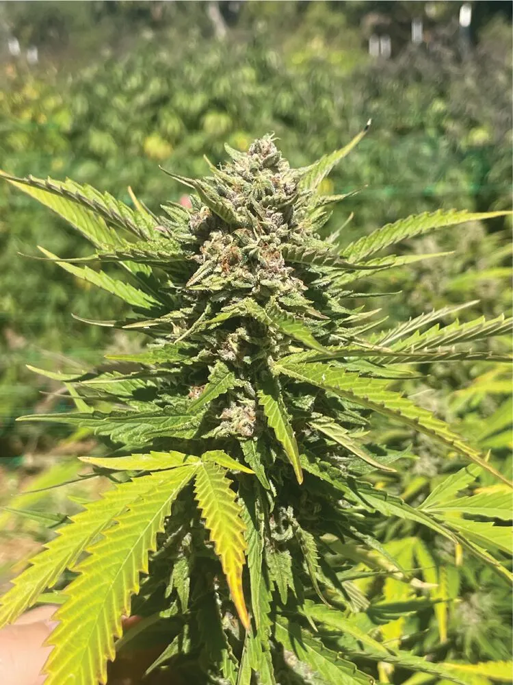 Banana Melt Feminized