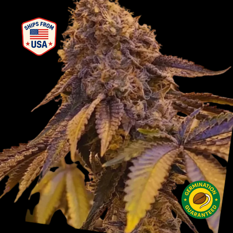 GMO Feminized Seeds