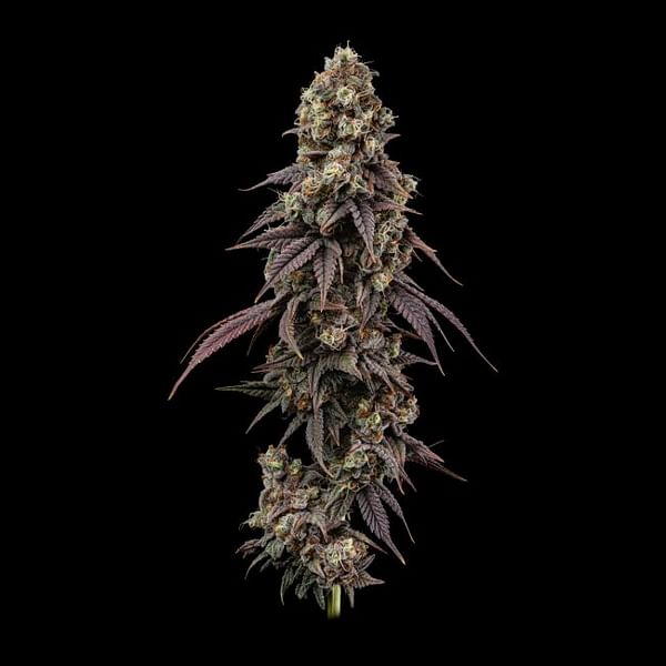 Ice Dream Cake Fast Feminized