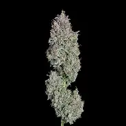 Easy Button Feminized Autoflower 6 Pack
