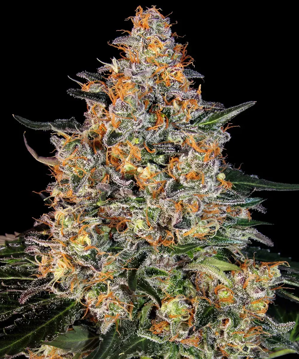 Bubba Kush