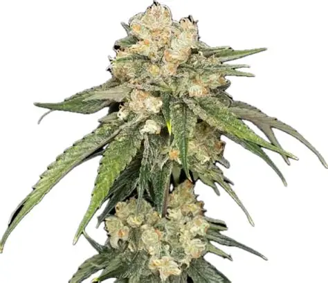 Ice Dream Cake Feminised Seeds