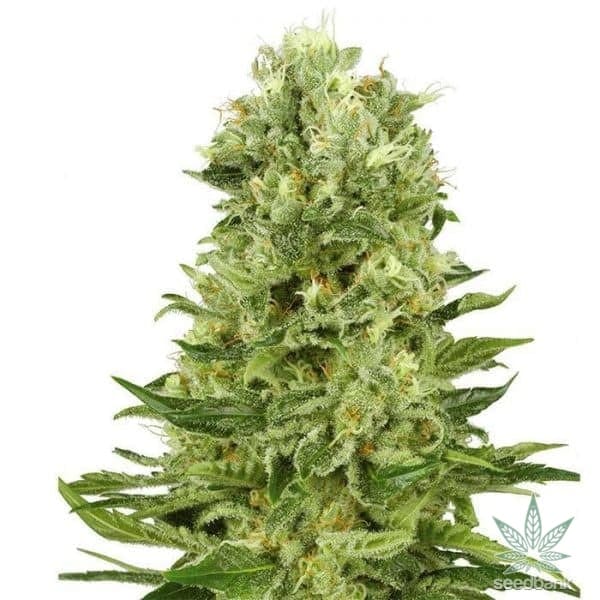 Green Crack Seeds