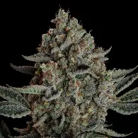Gelato 41 BX Feminised Seeds