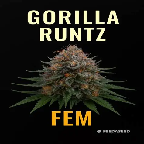 Gorilla Runtz Feminized