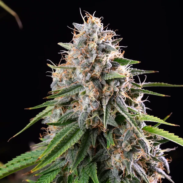 Shortcut Auto Feminised Seeds