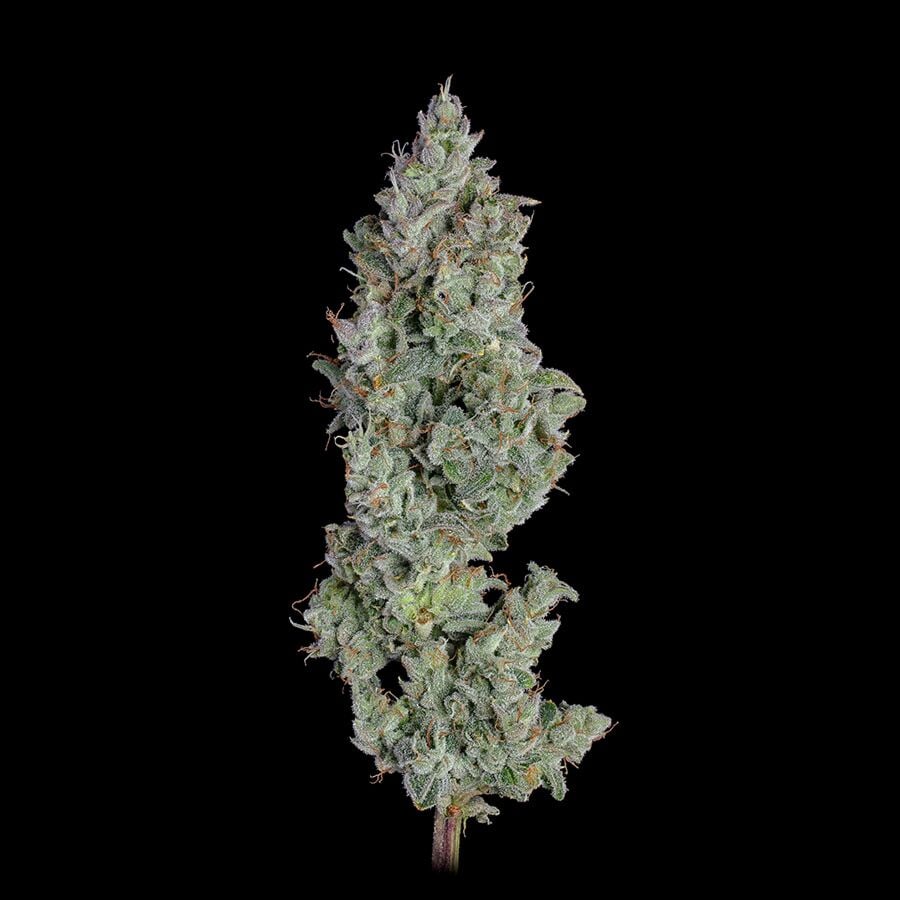 Pineapple Diesel Autoflower